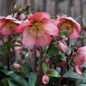 Helleborus Penny's Pink 2L