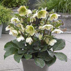 Helleborus Molly's White 2L