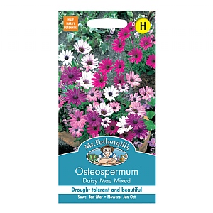 Mr Fothergills Osteospermum Daisy Mae Mixed Seeds