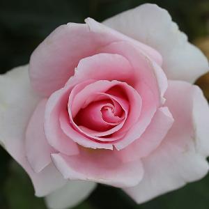 Let There Be Love Floribunda Rose 3L