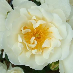 City of York Climbing Rose 4L