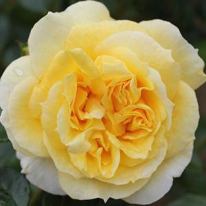 Togmeister Shrub Rose 4L