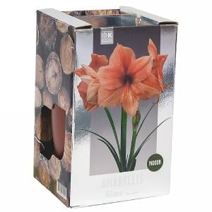 Amaryllis 'Rilona' Gift Pack