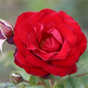 'Dwarf Fairy' Patio Rose 3L