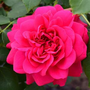 Frilly Cuff Shrub Rose 4L