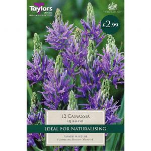 Camassia quamash (12 Bulbs)