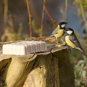 National Trust Insect Peanut Cake (300g)