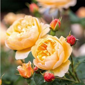 Roald Dahl Shrub Rose 6L