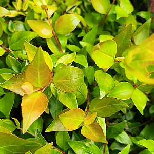 Abelia x grandiflora 'Francis Mason'