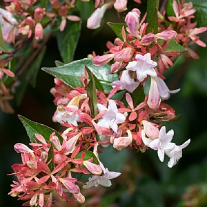 Abelia x grandiflora