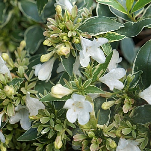 Abelia x grandiflora 'Lucky Lots'