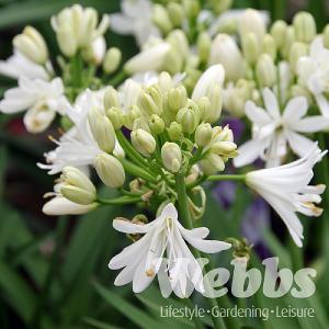 Agapanthus 'Double Diamond'