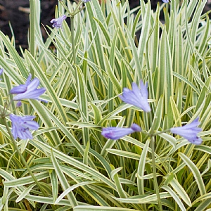 Agapanthus 'Golden Drop'