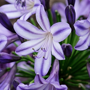 Agapanthus 'Poppin Star'