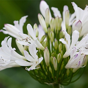 Agapanthus 'Strawberry Ice'