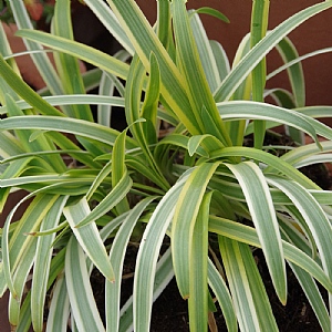 Agapanthus 'Thunder Storm'