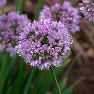 Allium 'Bubble Bath'