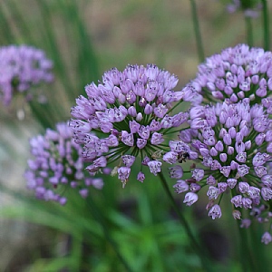 Allium angulosum 'Summer Beauty'