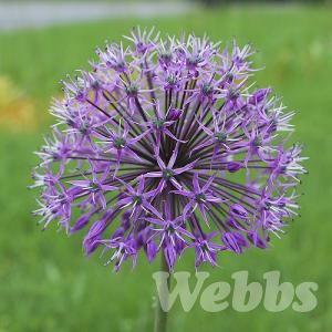 Allium stipitatum 'Violet Beauty'