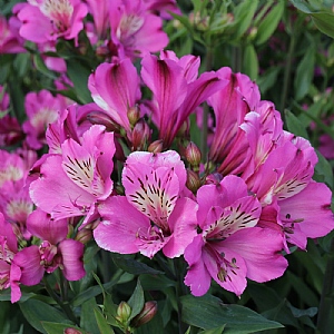 Alstroemeria 'Summer Saint'