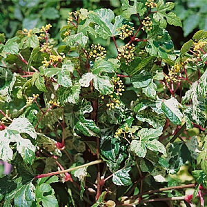 Ampelopsis brevipendunculata 'Elegans'