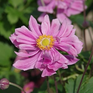 Anemone 'Pretty Lady Emily'