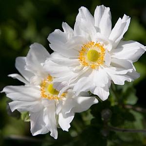 Anemone 'Whirlwind'