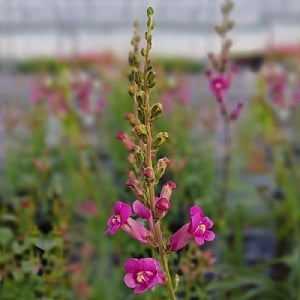 Antirrhinum 'Pretty in Pink'