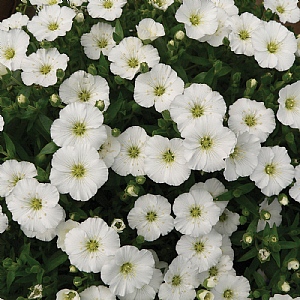 Arenaria montana 'Ronda White' 6 pack