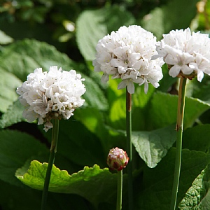 Armeria pseudarmeria 'Ballerina White'