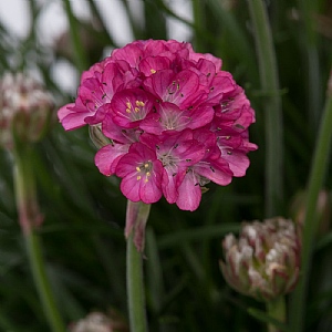 Armeria 'Abbey Deep Rose' 6 pack