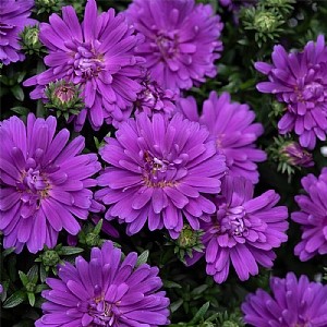 Aster 'Alpha Dark Purple Space'