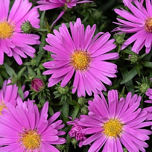 Aster 'Alpha Light Pink'