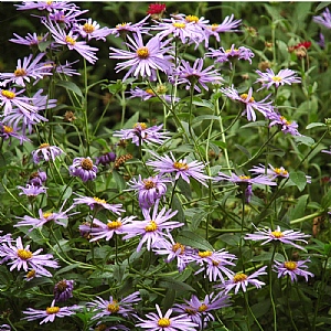 Aster x frikatii 'Monch'