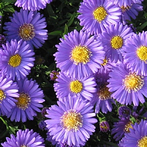 Aster 'Sapphire'