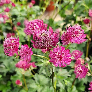 Astrantia major 'Sparkling Stars Red'