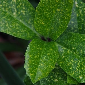 Aucuba japonica 'Pepperspot'