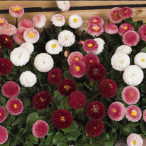 Bellis 'Bellissima Mix'