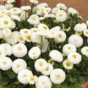 Bellis 'Bellissima White'