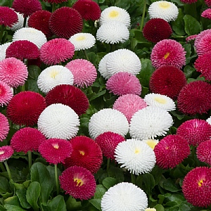 Bellis 'Medicis Mixed' 6 pack