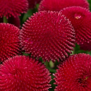 Bellis 'Medicis Red'