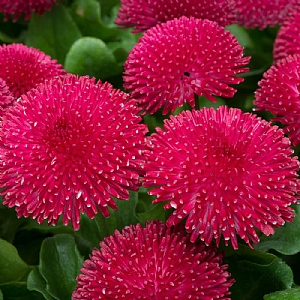 Bellis 'Medicis Rose'