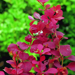 Berberis thunbergii 'Orange Rocket'