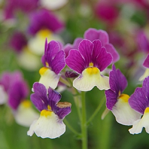 Nemesia 'Fairy Kisses Vanilla Berry'