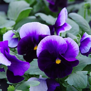 Pansy' Matrix Beaconsfield'