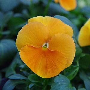 Pansy 'Matrix Orange'