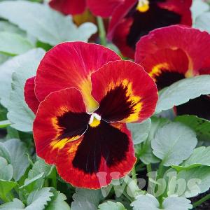 Pansy 'Matrix Solar Fire'