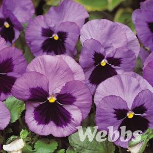 Pansy 'Matrix Ocean'