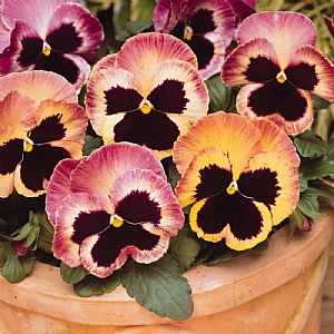 Pansy 'Matrix Sunrise'