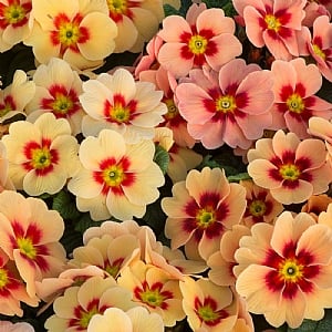 Primula Husky Peach Schnapps' 6 pack